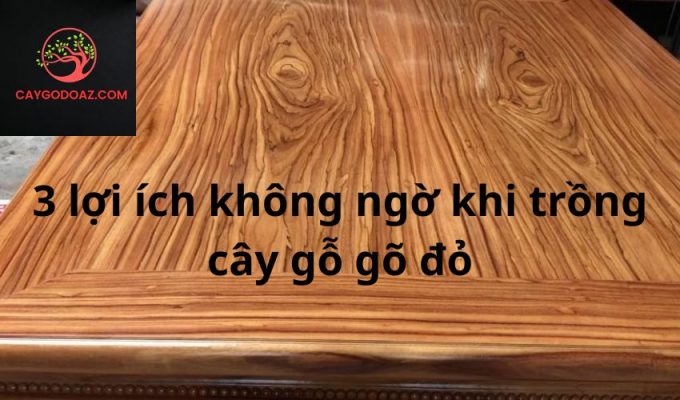 3 lợi ích không ngờ khi trồng cây gỗ gõ đỏ