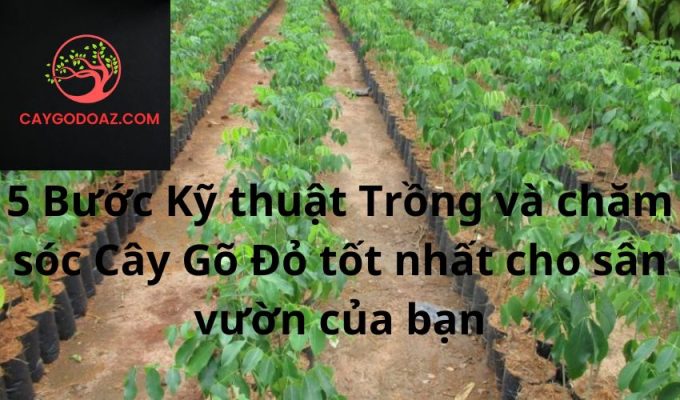 5 Bước Kỹ thuật Trồng và chăm sóc Cây Gõ Đỏ tốt nhất cho sân vườn của bạn