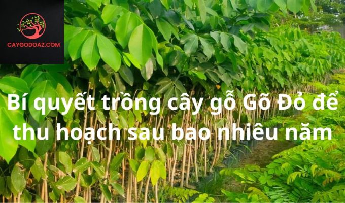 Bí quyết trồng cây gỗ Gõ Đỏ để thu hoạch sau bao nhiêu năm