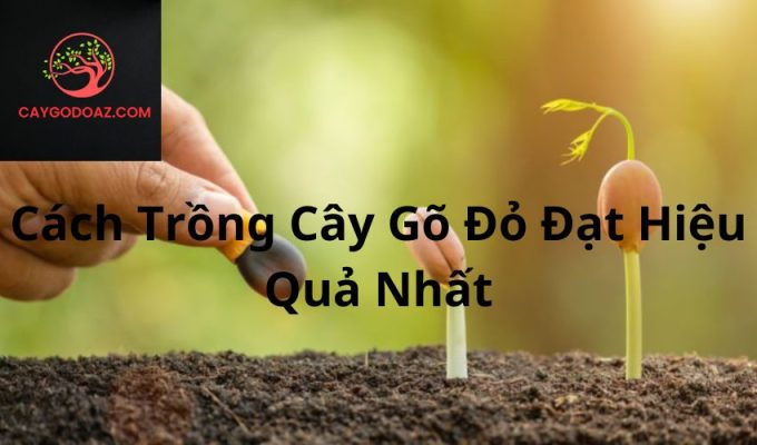 Cách Trồng Cây Gõ Đỏ Đạt Hiệu Quả Nhất