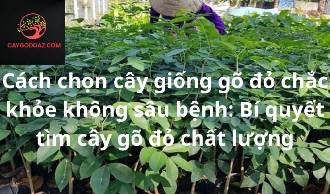 Cách chọn cây giống gõ đỏ chắc khỏe không sâu bệnh: Bí quyết tìm cây gõ đỏ chất lượng