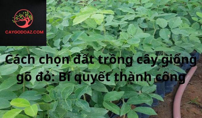 Cách chọn đất trồng cây giống gõ đỏ: Bí quyết thành công