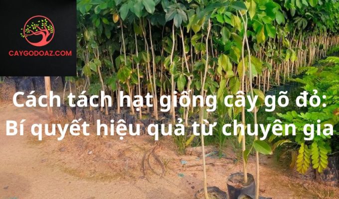 Cách tách hạt giống cây gõ đỏ: Bí quyết hiệu quả từ chuyên gia