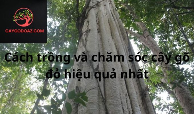 Cách trồng và chăm sóc cây gõ đỏ hiệu quả nhất