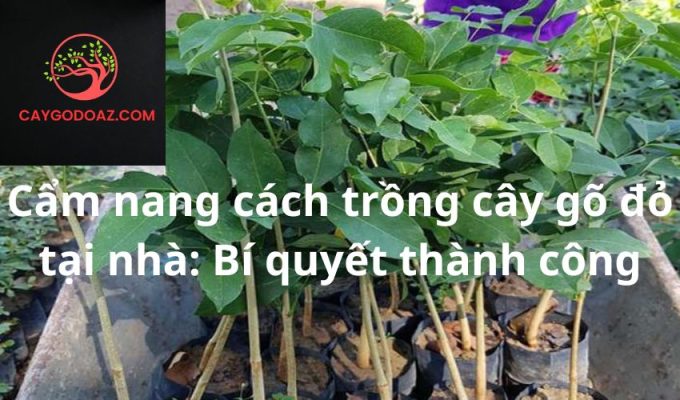 Cẩm nang cách trồng cây gõ đỏ tại nhà: Bí quyết thành công