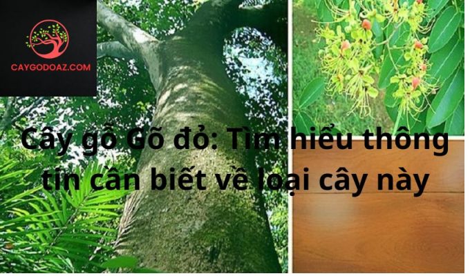 Cây gỗ Gõ đỏ: Tìm hiểu thông tin cần biết về loại cây này