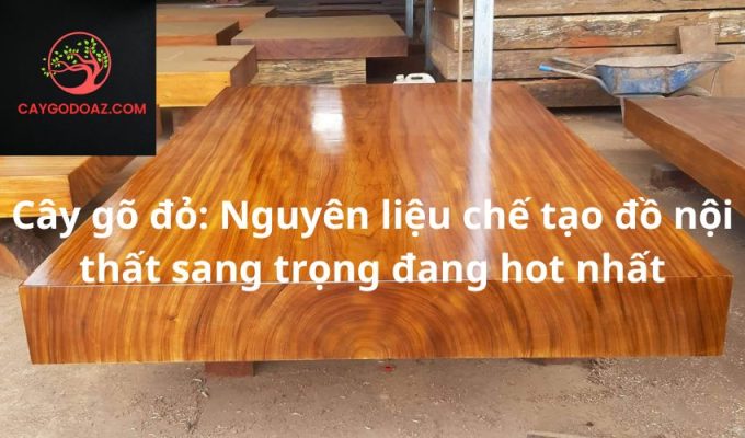 Cây gõ đỏ: Nguyên liệu chế tạo đồ nội thất sang trọng đang hot nhất