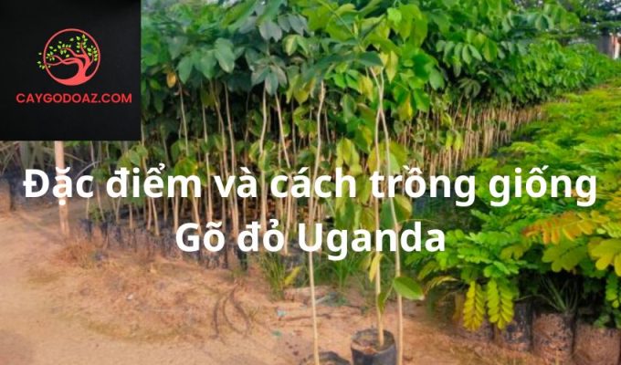 Đặc điểm và cách trồng giống Gõ đỏ Uganda