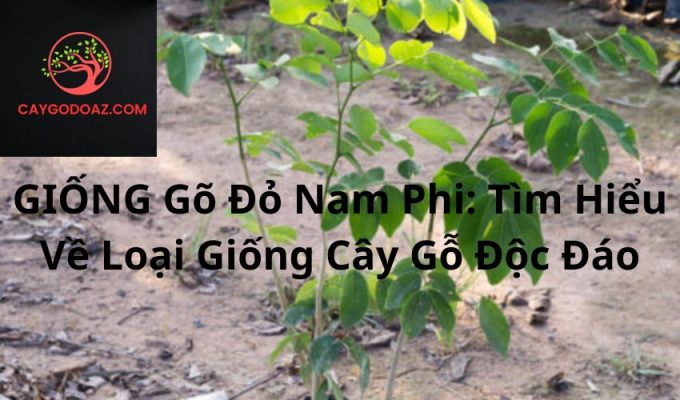 GIỐNG Gõ Đỏ Nam Phi: Tìm Hiểu Về Loại Giống Cây Gỗ Độc Đáo