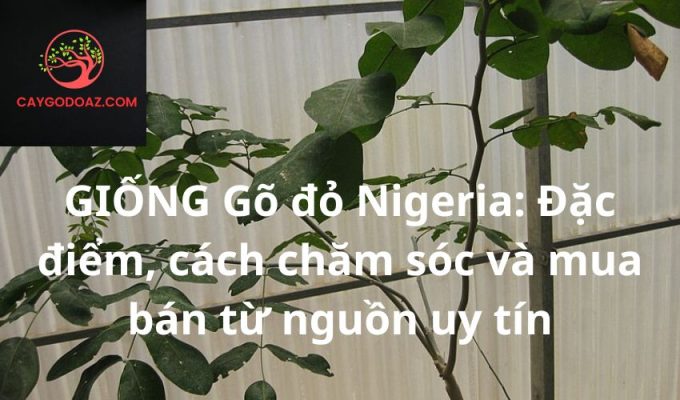 GIỐNG Gõ đỏ Nigeria: Đặc điểm, cách chăm sóc và mua bán từ nguồn uy tín