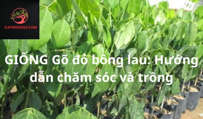 GIỐNG Gõ đỏ bông lau: Hướng dẫn chăm sóc và trồng