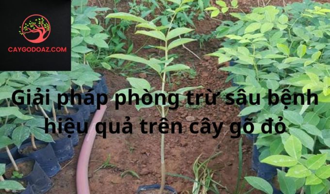 Giải pháp phòng trừ sâu bệnh hiệu quả trên cây gõ đỏ