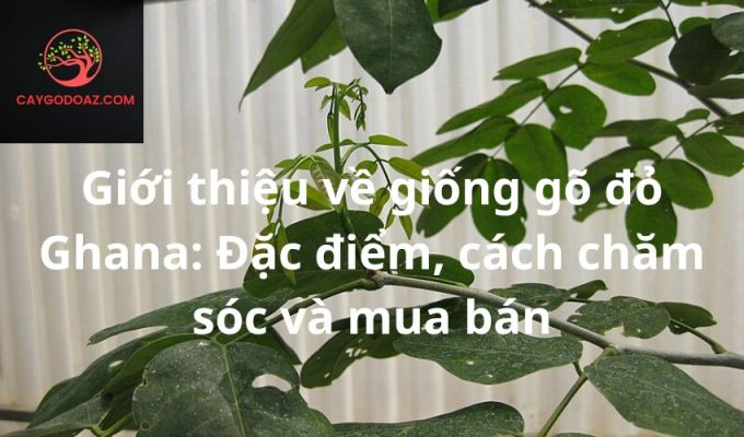 Giới thiệu về giống gõ đỏ Ghana: Đặc điểm, cách chăm sóc và mua bán