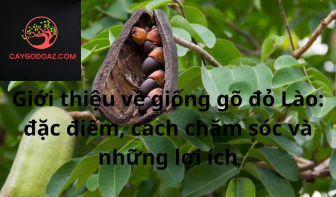 Giới thiệu về giống gõ đỏ Lào: đặc điểm, cách chăm sóc và những lợi ích