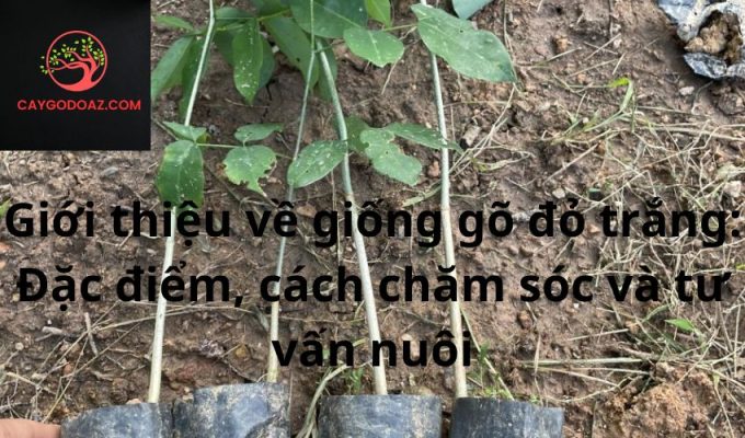 Giới thiệu về giống gõ đỏ trắng: Đặc điểm, cách chăm sóc và tư vấn nuôi