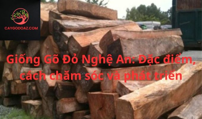 Giống Gõ Đỏ Nghệ An: Đặc điểm, cách chăm sóc và phát triển