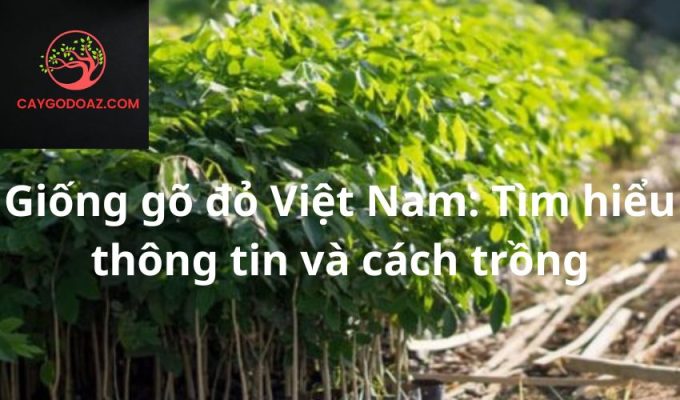 Giống gõ đỏ Việt Nam: Tìm hiểu thông tin và cách trồng