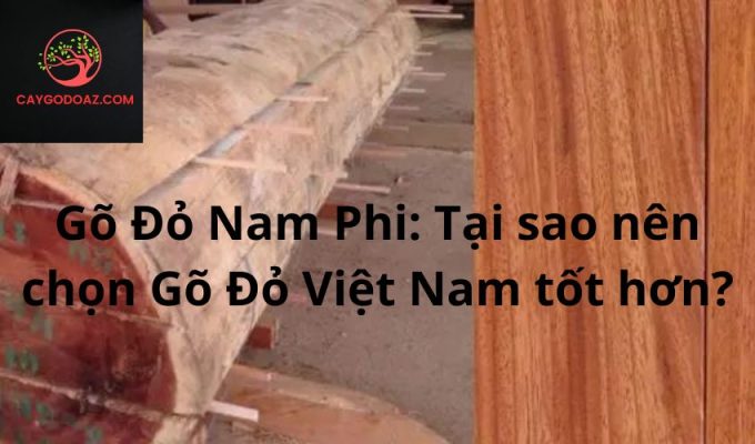 Gõ Đỏ Nam Phi: Tại sao nên chọn Gõ Đỏ Việt Nam tốt hơn?