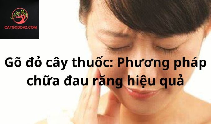 Gõ đỏ cây thuốc: Phương pháp chữa đau răng hiệu quả