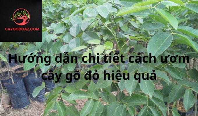 Hướng dẫn chi tiết cách ươm cây gõ đỏ hiệu quả