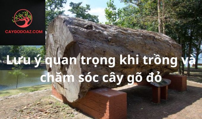 Lưu ý quan trọng khi trồng và chăm sóc cây gõ đỏ