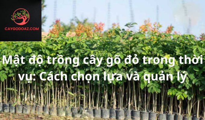 Mật độ trồng cây gõ đỏ trong thời vụ: Cách chọn lựa và quản lý