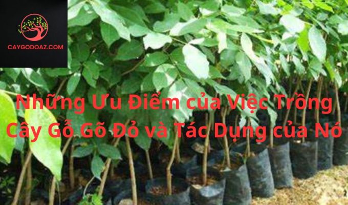 Những Ưu Điểm của Việc Trồng Cây Gỗ Gõ Đỏ và Tác Dụng của Nó