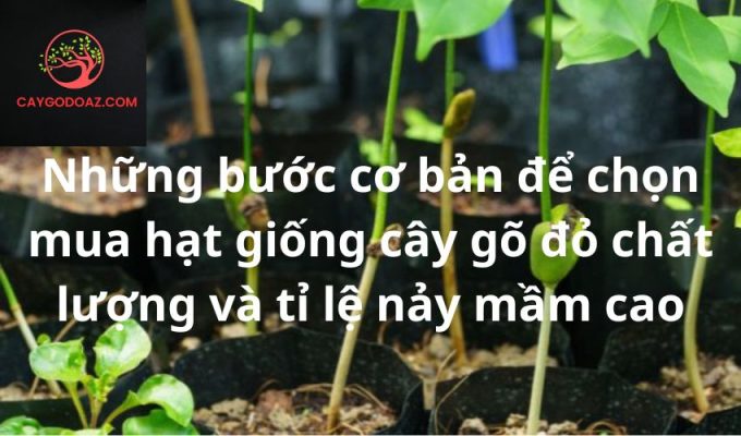 Những bước cơ bản để chọn mua hạt giống cây gõ đỏ chất lượng và tỉ lệ nảy mầm cao