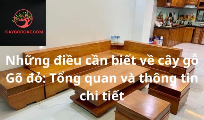 Những điều cần biết về cây gỗ Gõ đỏ: Tổng quan và thông tin chi tiết