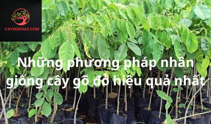 Những phương pháp nhân giống cây gõ đỏ hiệu quả nhất