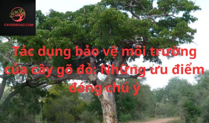 Tác dụng bảo vệ môi trường của cây gõ đỏ: Những ưu điểm đáng chú ý