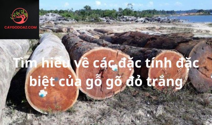 Tìm hiểu về các đặc tính đặc biệt của gỗ gõ đỏ trắng