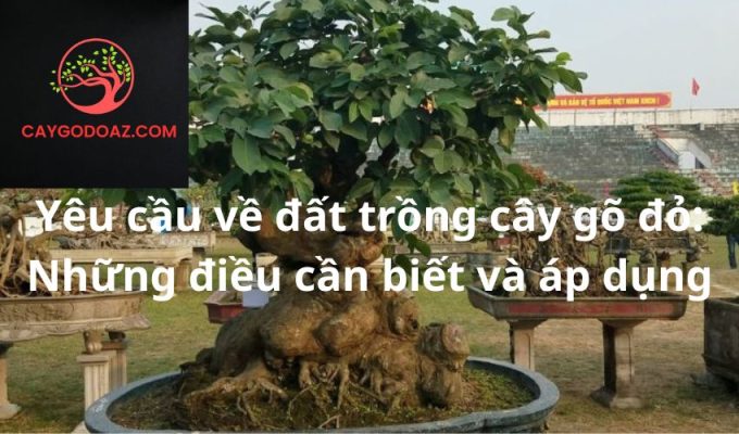 Yêu cầu về đất trồng cây gõ đỏ: Những điều cần biết và áp dụng